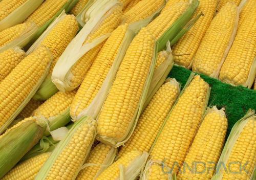 新鲜玉米保存方法
